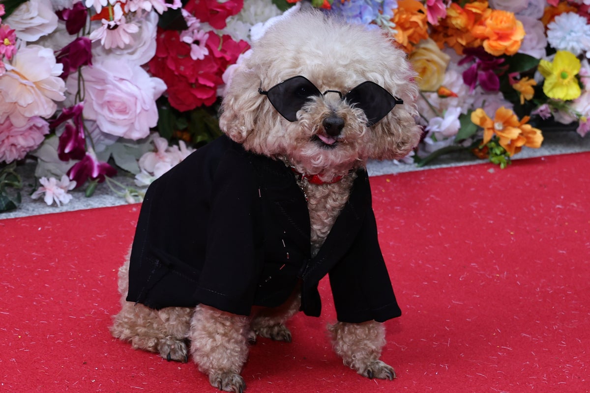 Designer Anthony Rubio Launches Pet Gala Featuring 18 Adorable Dogs