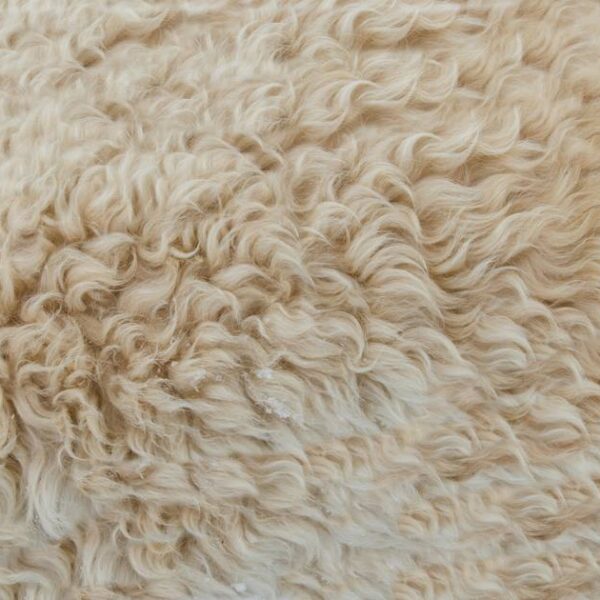 PETA Alerts UK Government About “Misleading” Footwear Wool Labels