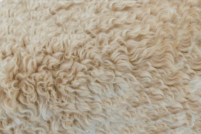 PETA Alerts UK Government About “Misleading” Footwear Wool Labels