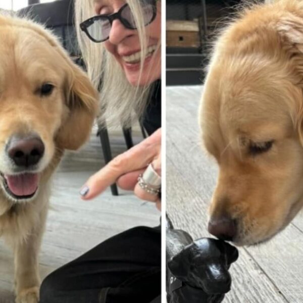 Diane Keaton's Last Post Celebrated Reggie, Her Cherished Golden Retriever
