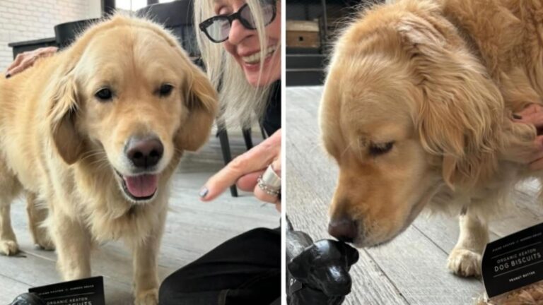 Diane Keaton's Last Post Celebrated Reggie, Her Cherished Golden Retriever